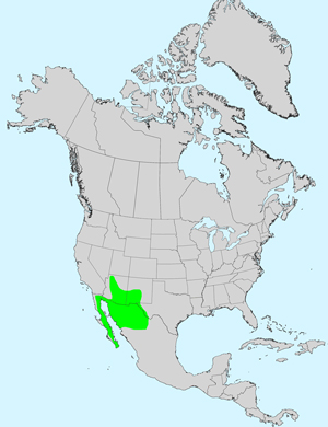 North America species range map for Bidens leptocephala: Click image for full size map